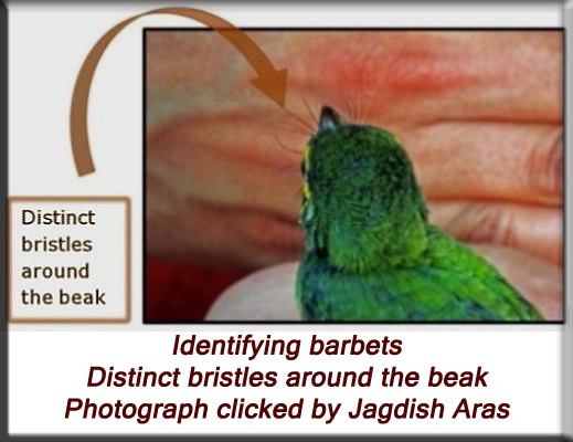 Devna Arora - Identifying barbets - distinct bristles around the beak